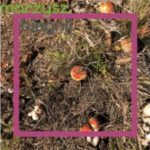 Jak biegać jesienią – 10 porad